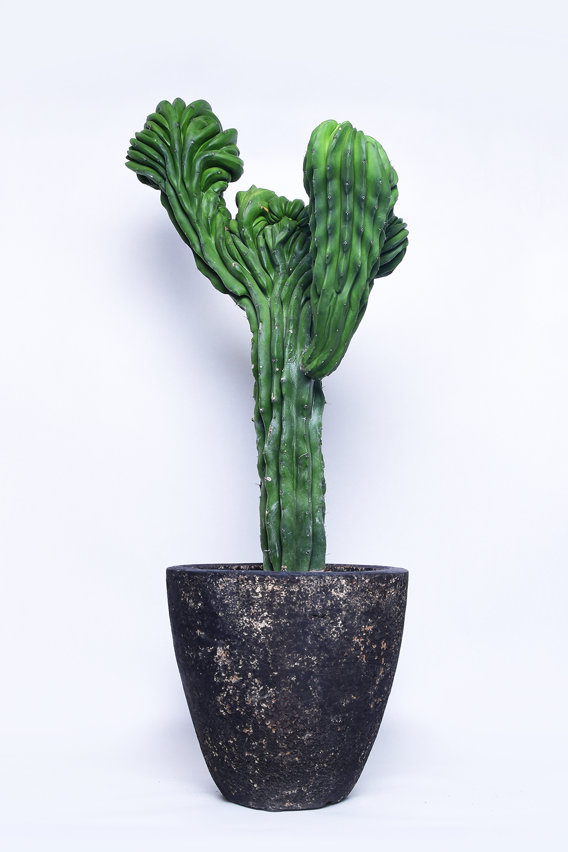 ミルチロカクタス 仙人閣綴化 | 叢 – くさむら – Qusamura