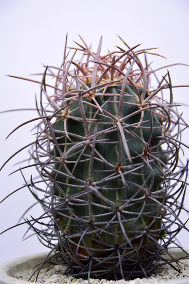 現品】エキノカクタス ・大竜冠 タイリュウカン 接 6号 T番