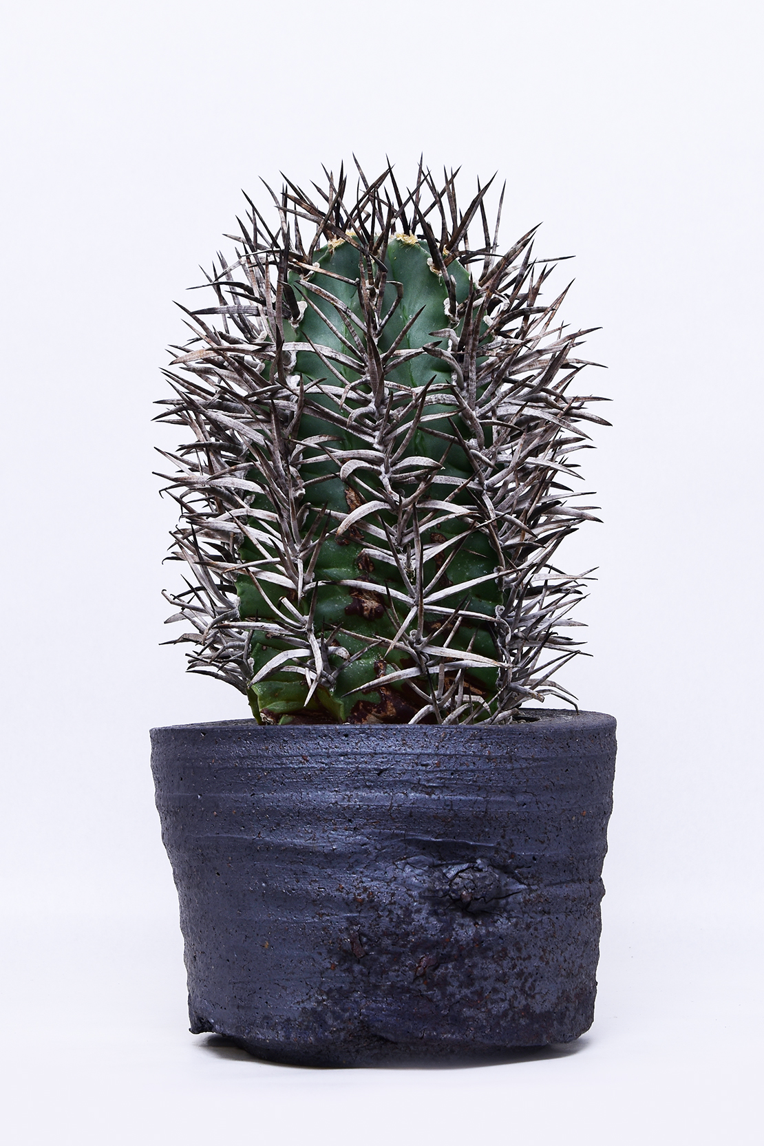 アストロフィツム 強刺大鳳玉 | 叢 – くさむら – Qusamura