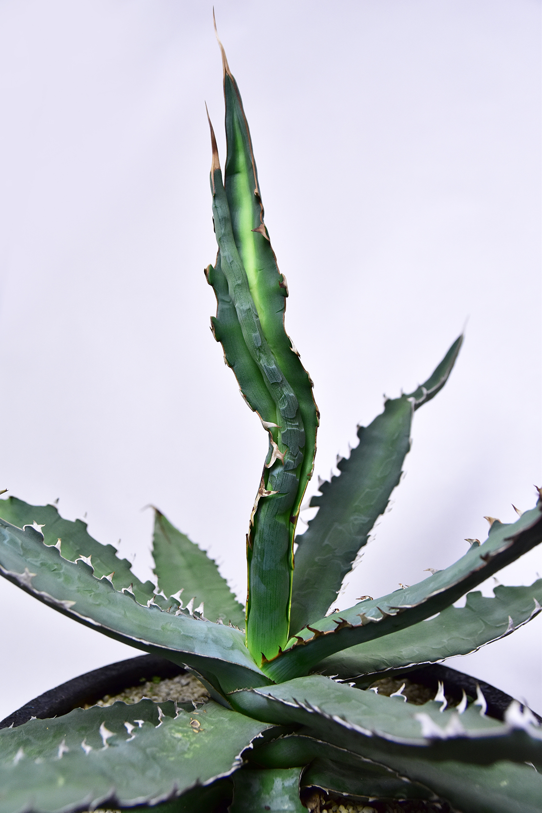 アガベ キシロナカンサ | 叢 – くさむら – Qusamura