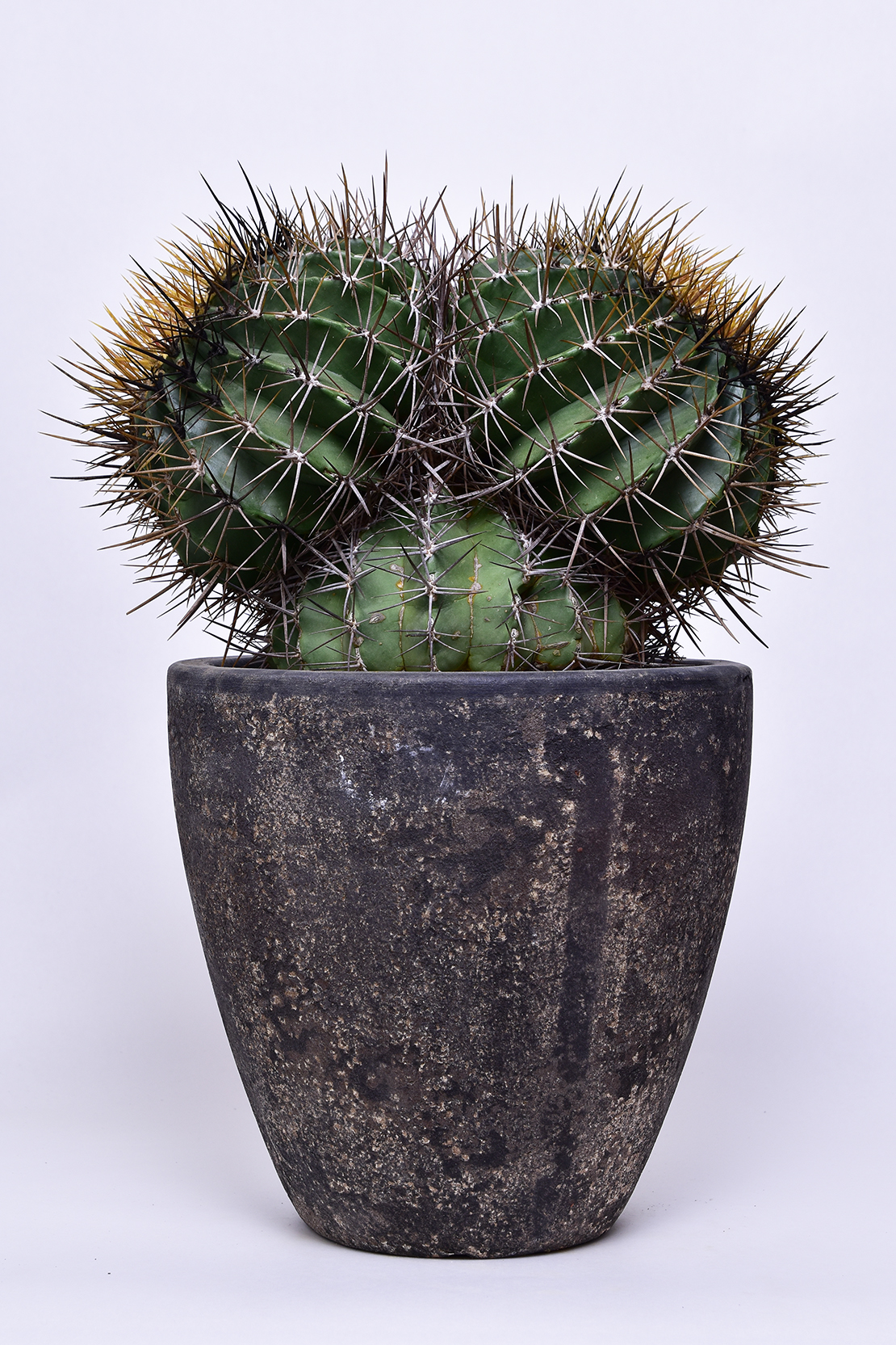 フェロカクタス 黄彩玉 | 叢 – くさむら – Qusamura