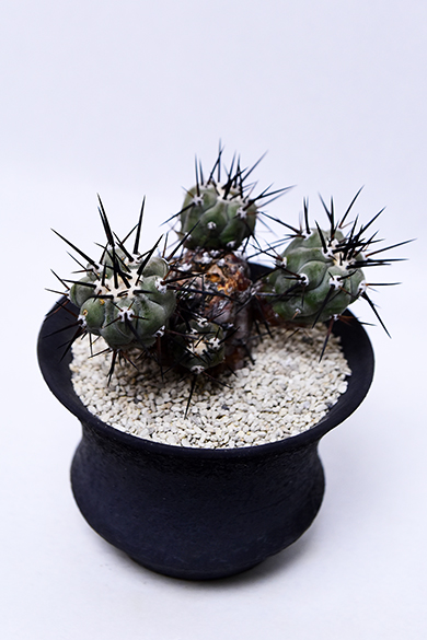 コピアポア 黒閃玉 | 叢 – くさむら – Qusamura