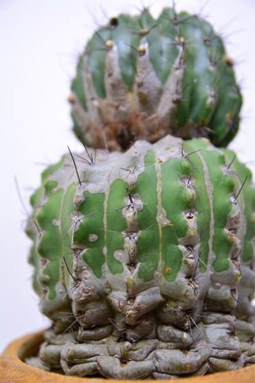 デンモザ 茜丸 | 叢 – くさむら – Qusamura