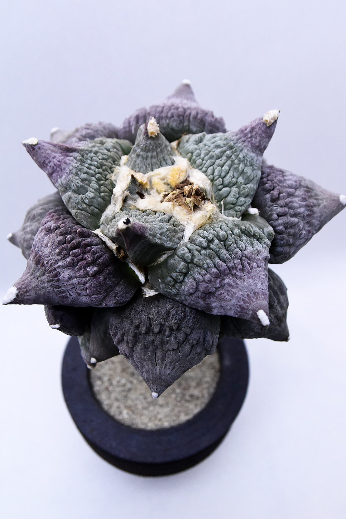 アリオカルプス 青磁牡丹モンストローサ | 叢 – くさむら – Qusamura
