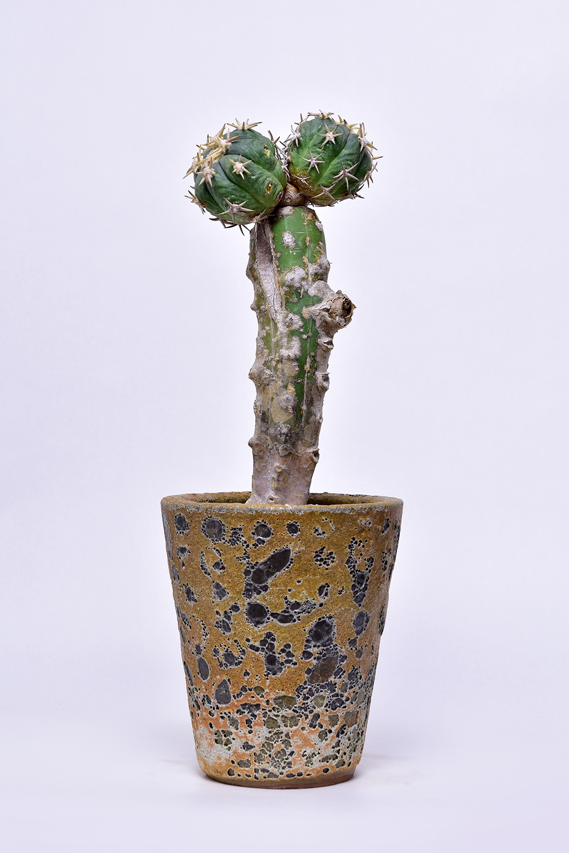 エキノカクタス 白刺翠平丸 | 叢 – くさむら – Qusamura