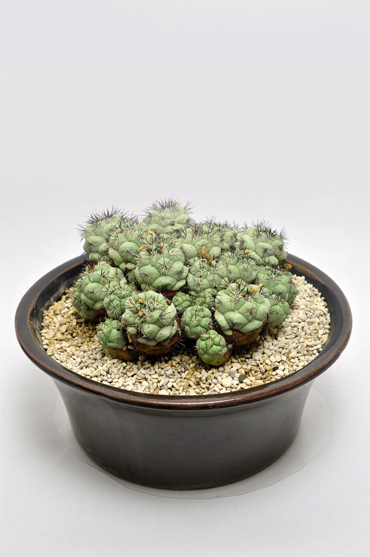 マクドガリー | 叢 – くさむら – Qusamura