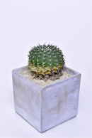 フェロカクタス 白鳥丸 | 叢 – くさむら – Qusamura