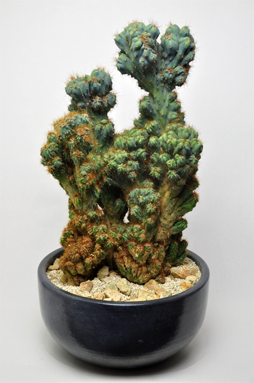 岩石獅子 | 叢 – くさむら – Qusamura