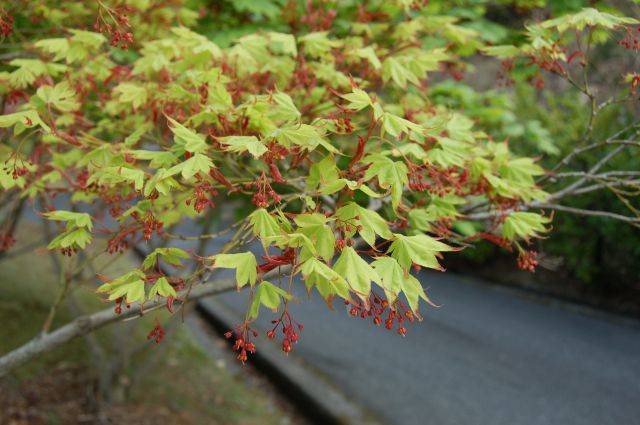 コハウチワカエデ – 広島県緑化センター