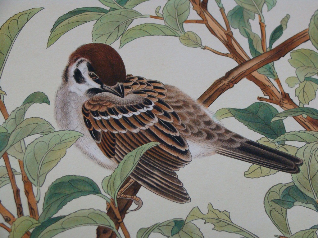 土岡春郊 （土岡泉）の『鳥類写生図譜』: ララビスのために