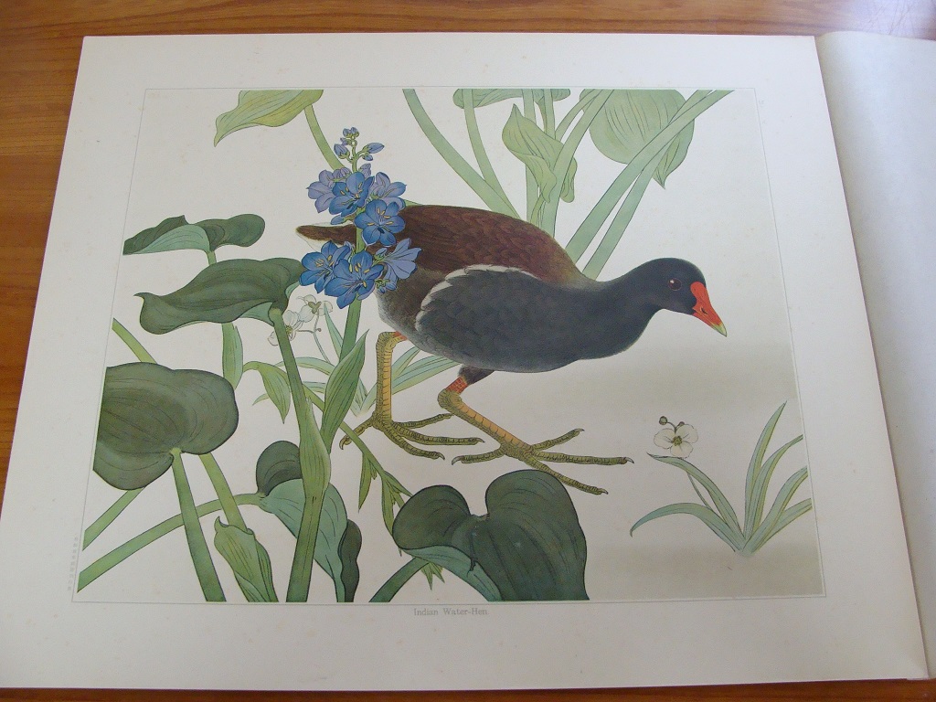 土岡春郊 （土岡泉）の『鳥類写生図譜』: ララビスのために