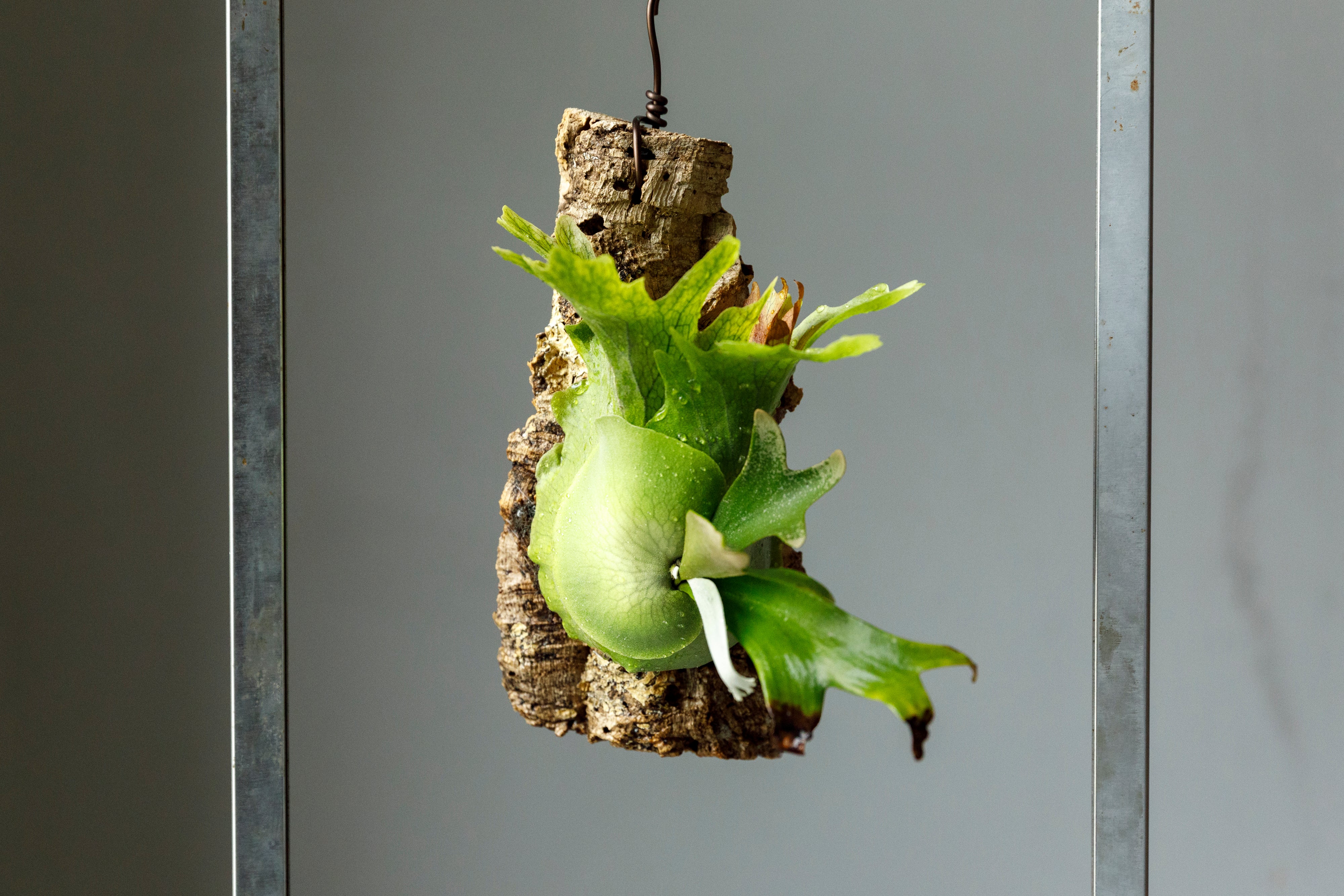 ビカクシダ ウィリンキー リトルエルフ Platycerium willinckii Little