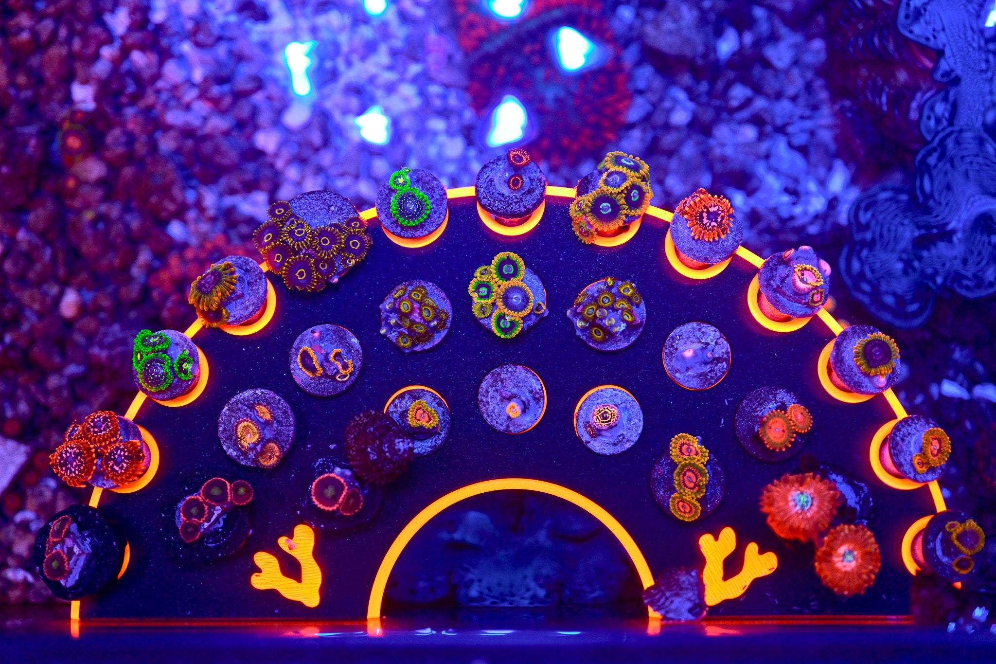 Coral Frag Tech | Dual Magnet XL Ninja Frag Rack