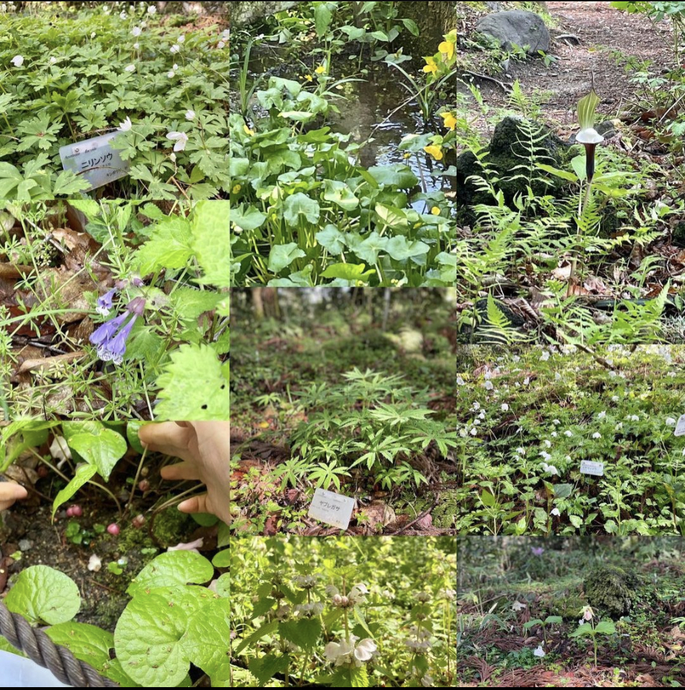 2023年 4月 池坊いけばな「生花」の学び | 表千家茶道教室・池坊