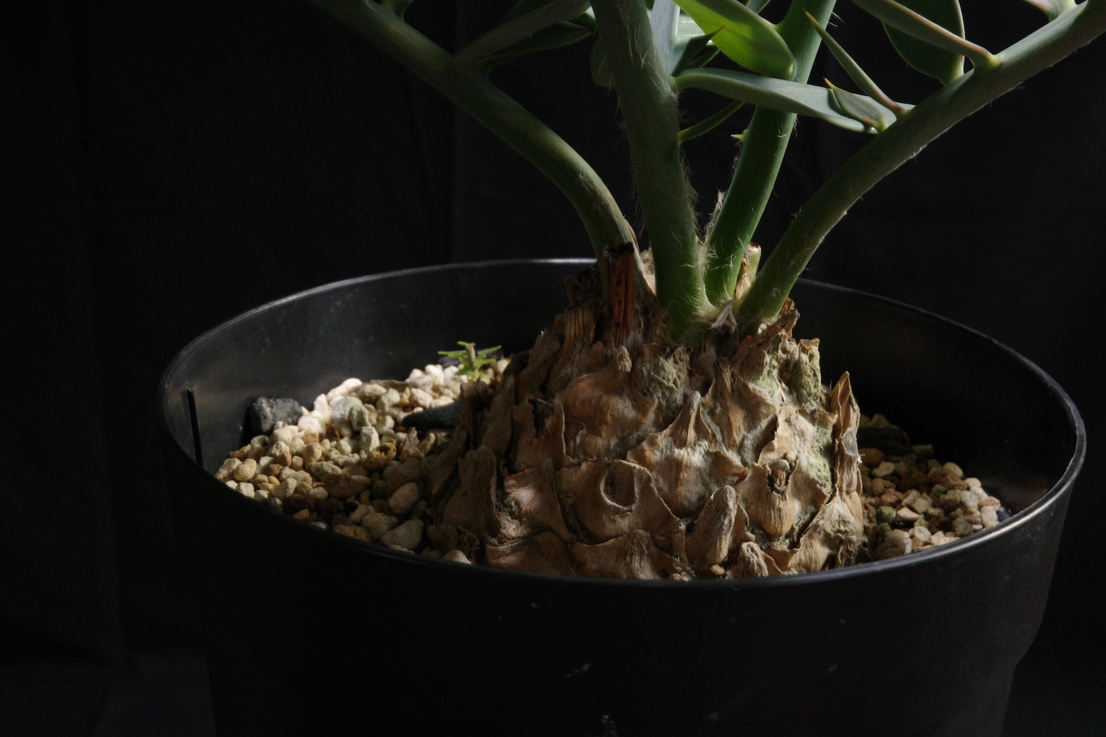 エンセファラルトス・ホリダス｜Encephalartos horridus – ROUTE