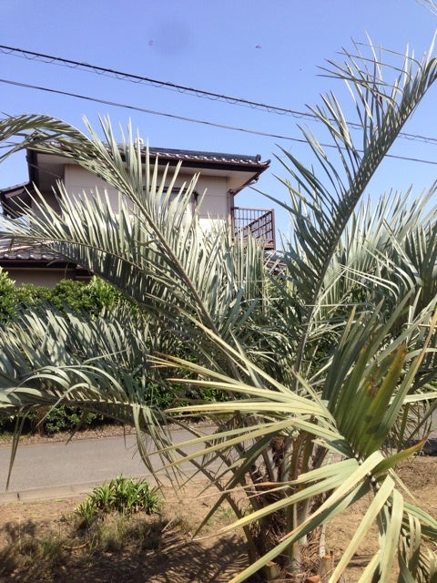 超シルバーリーフのココスヤシ ヤシの木販売 | 埼玉県 羽生市のやしの