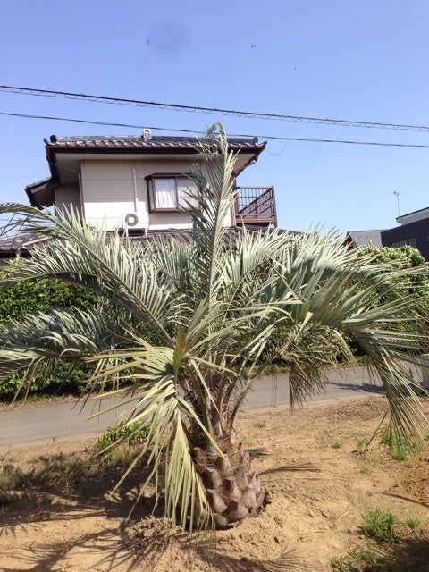 超シルバーリーフのココスヤシ ヤシの木販売 | 埼玉県 羽生市のやしの