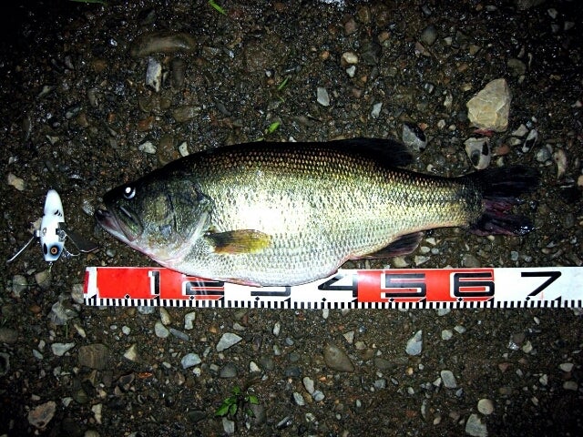 ナースログという竿の話。 | THE OWL GENE LURES