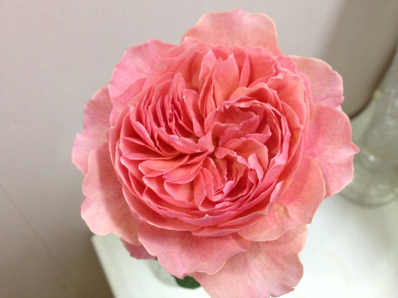 かおりかざり | 診療室のバラ