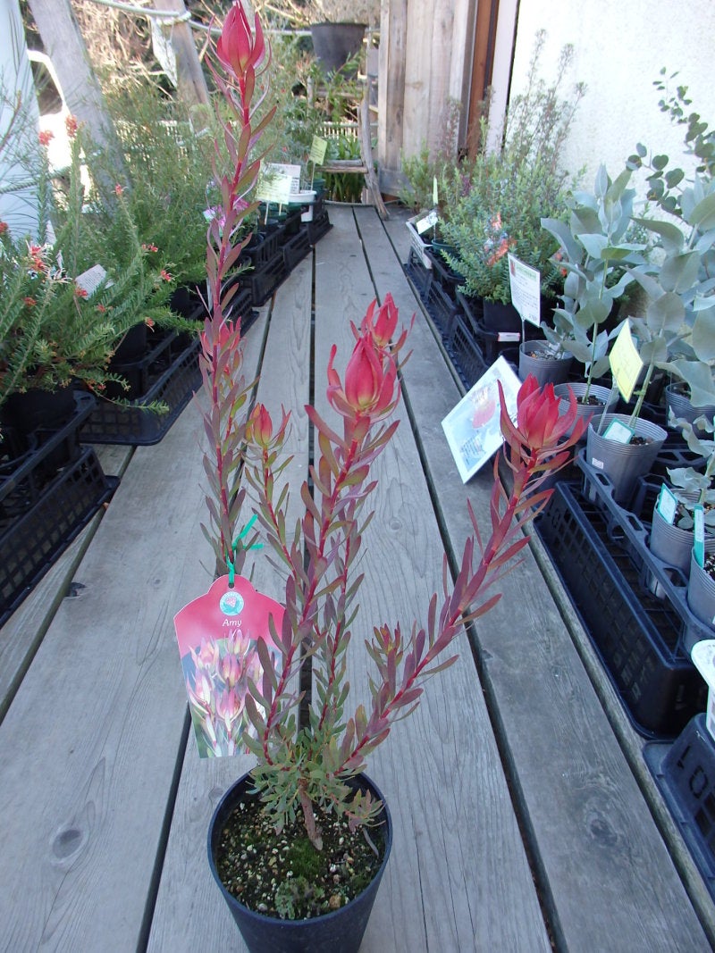 リューカデンドロンミックス | 豪花舎annex（ごうかしゃアネックス）