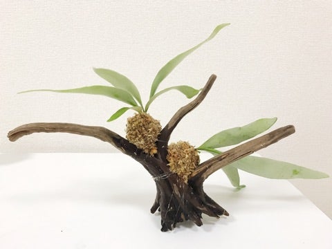 ビカクシダ・ビーチーの流木付けに挑戦！ | 大学院生のベランダ菜園