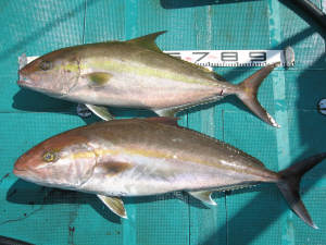 大阪のステラフィッシングが、厳選した大物釣具を全国へお届けいたし