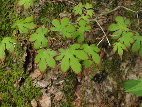 モミジ・カエデの品種