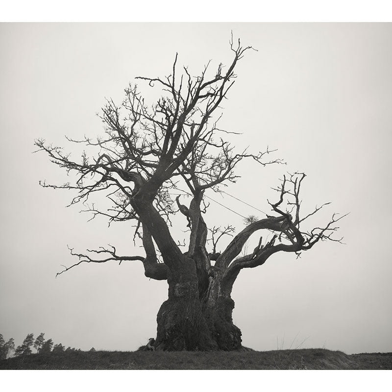 SEKAI NO OWARI 2010-2019 LIVE BEST DVD付き 初回限定盤（2CD+DVD