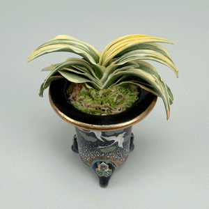 春光園版）万年青360選 〜 羅紗 *せ〜わ* 〜 - 春光園 【公式