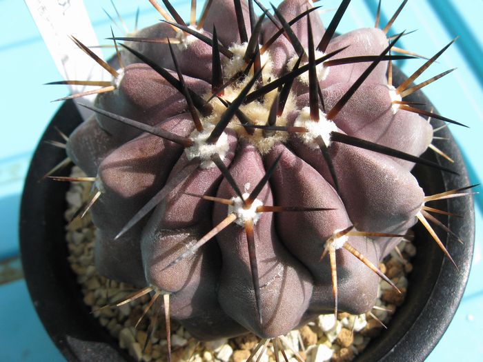 黒王丸（接木）