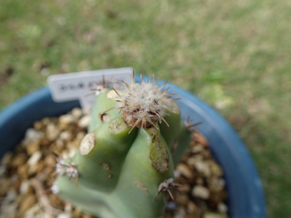 孤竜丸（実生）栽培記録