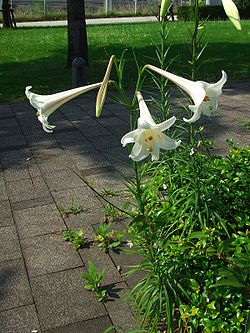 桜草数寄（Sakuraso House） - テッポウユリ、タカサゴユリとは