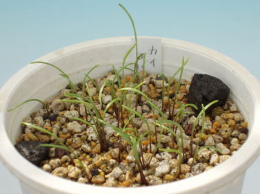 コバイモの異常: 彩の華日記