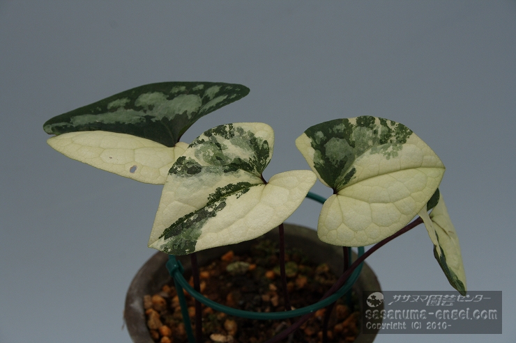 斑入りカンアオイ展（主催 斑楽会）」のお知らせ|雪割草・山野草・園芸