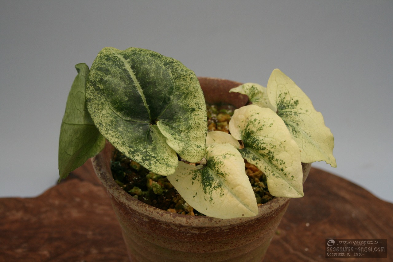 斑入りカンアオイ展（主催 斑楽会）」を開催致しました。|雪割草・山