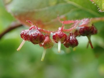 皿ヶ嶺の植物図鑑 ナツハゼ