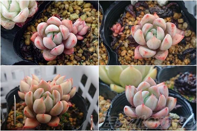 これ、似てるね！？」シリーズ vol.2｜「サン美人」「女美月」「バイオ