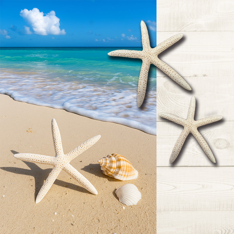 本物のひとでのオブジェ ハワイアン雑貨 スターフィッシュ 海の星 星型