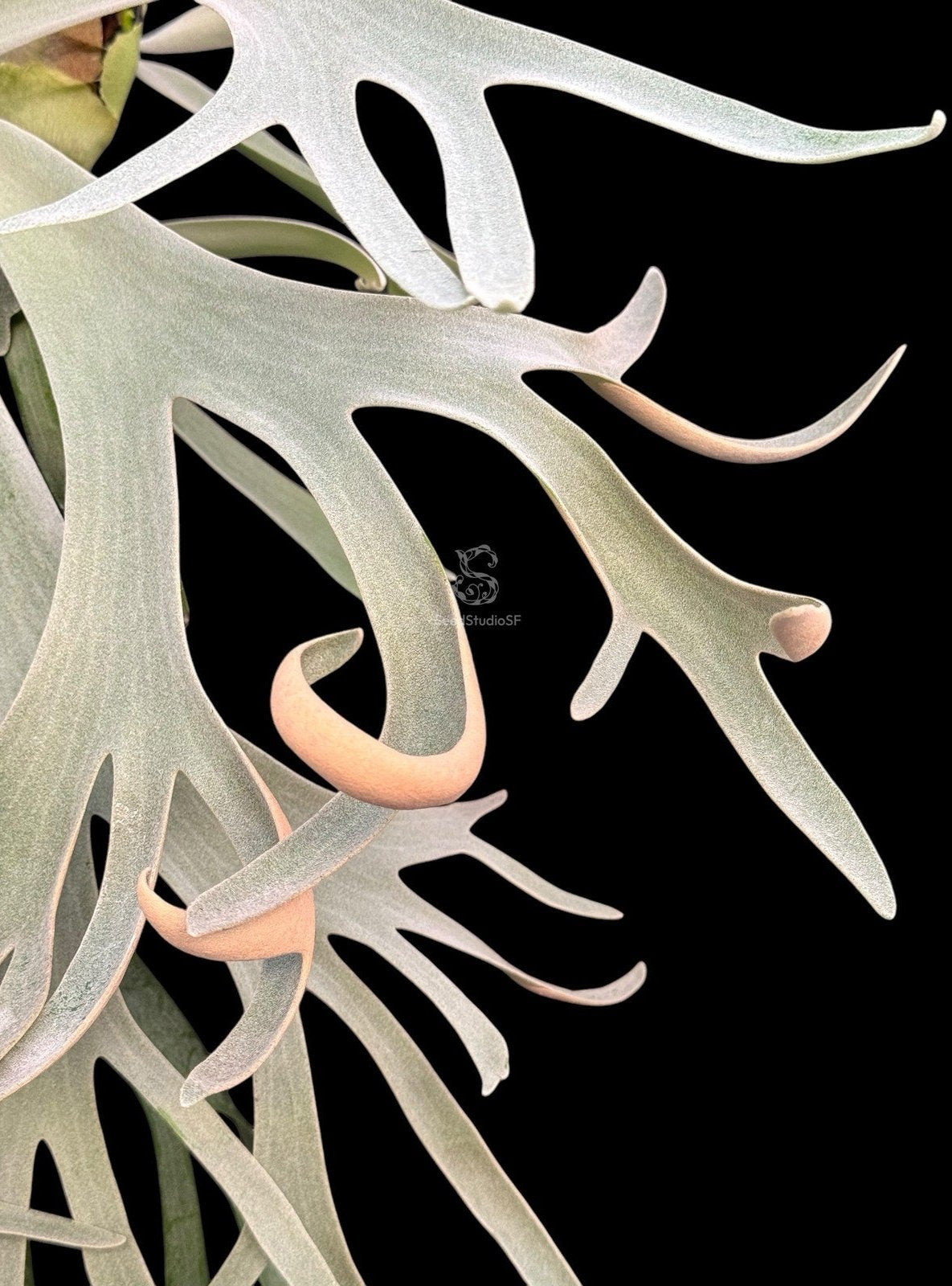 Platycerium willinckii 