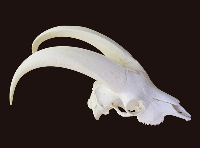 湘南剥製研究所