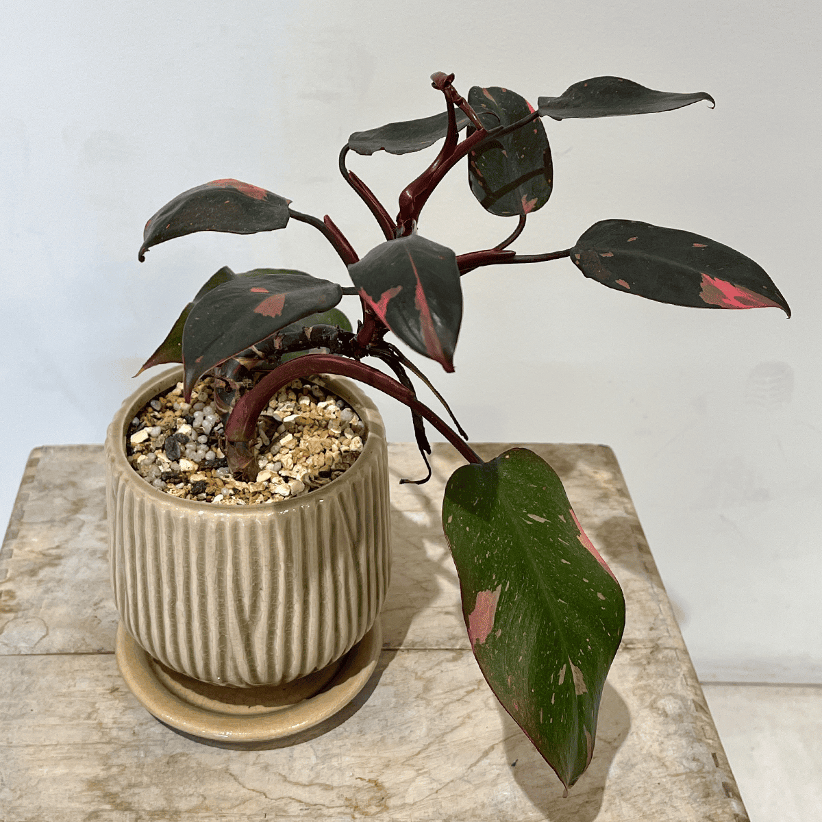 フィロデンドロン ピンクプリンセス】観葉植物 (陶器鉢付き)｜観葉植物