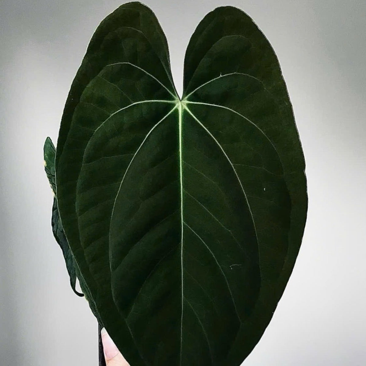 アンスリウム Anthurium 'Dark Phoenix' – RARE PLANTS JAPAN (レア