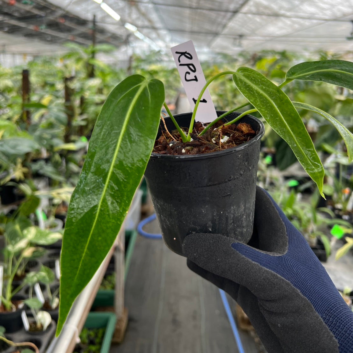 アンスリウム ワロクアナム 3号サイズ – RARE PLANTS JAPAN (レア