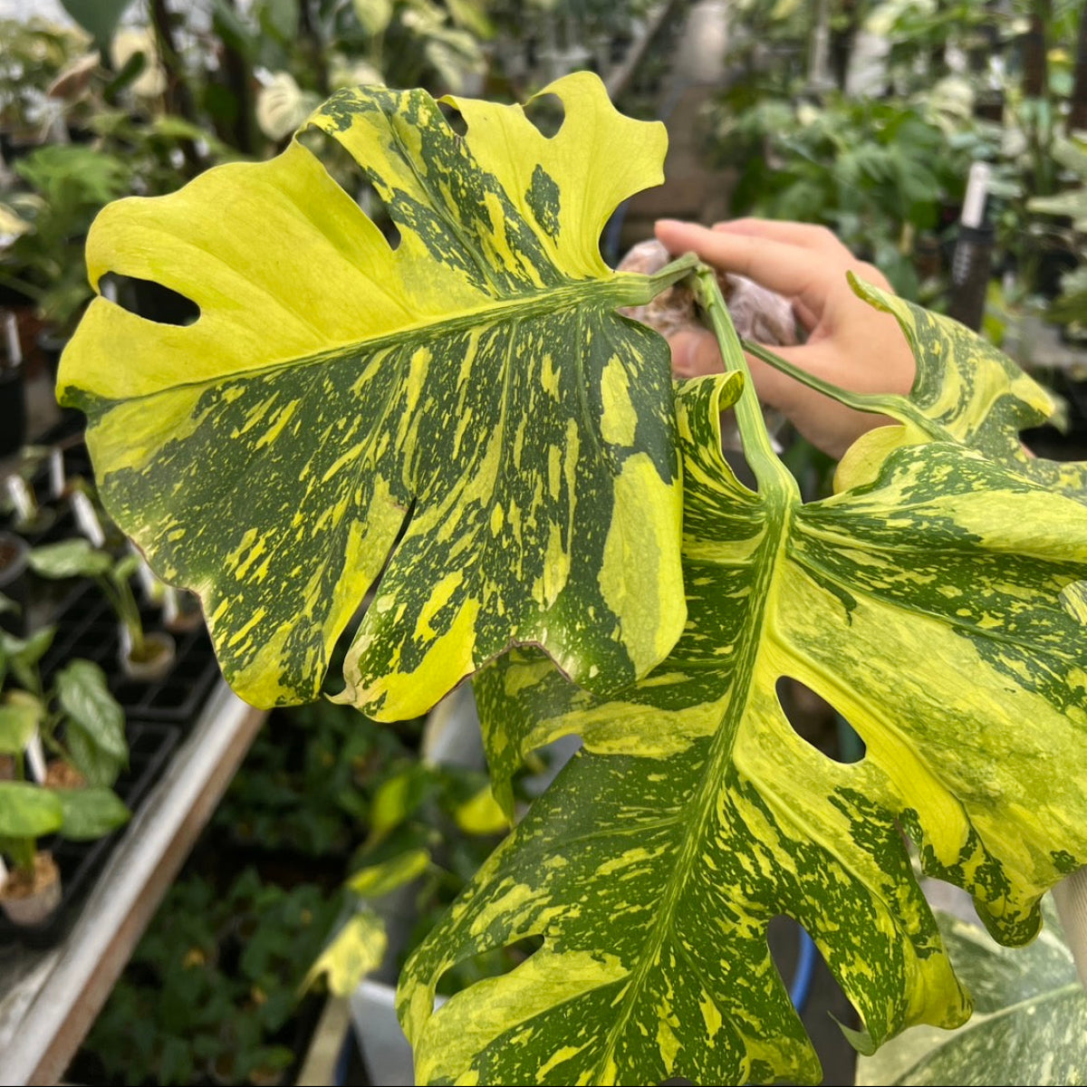 希少/コレクション】モンステラ デリシオーサ 'エレクトロライト