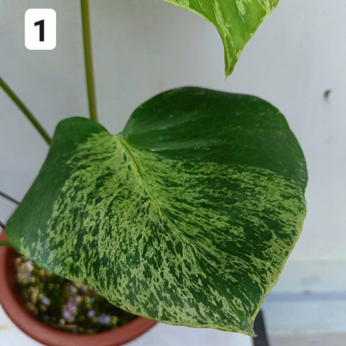 緊急/予約販売】モンステラ・デリシオーサ 'ベトシオーサ' – RARE