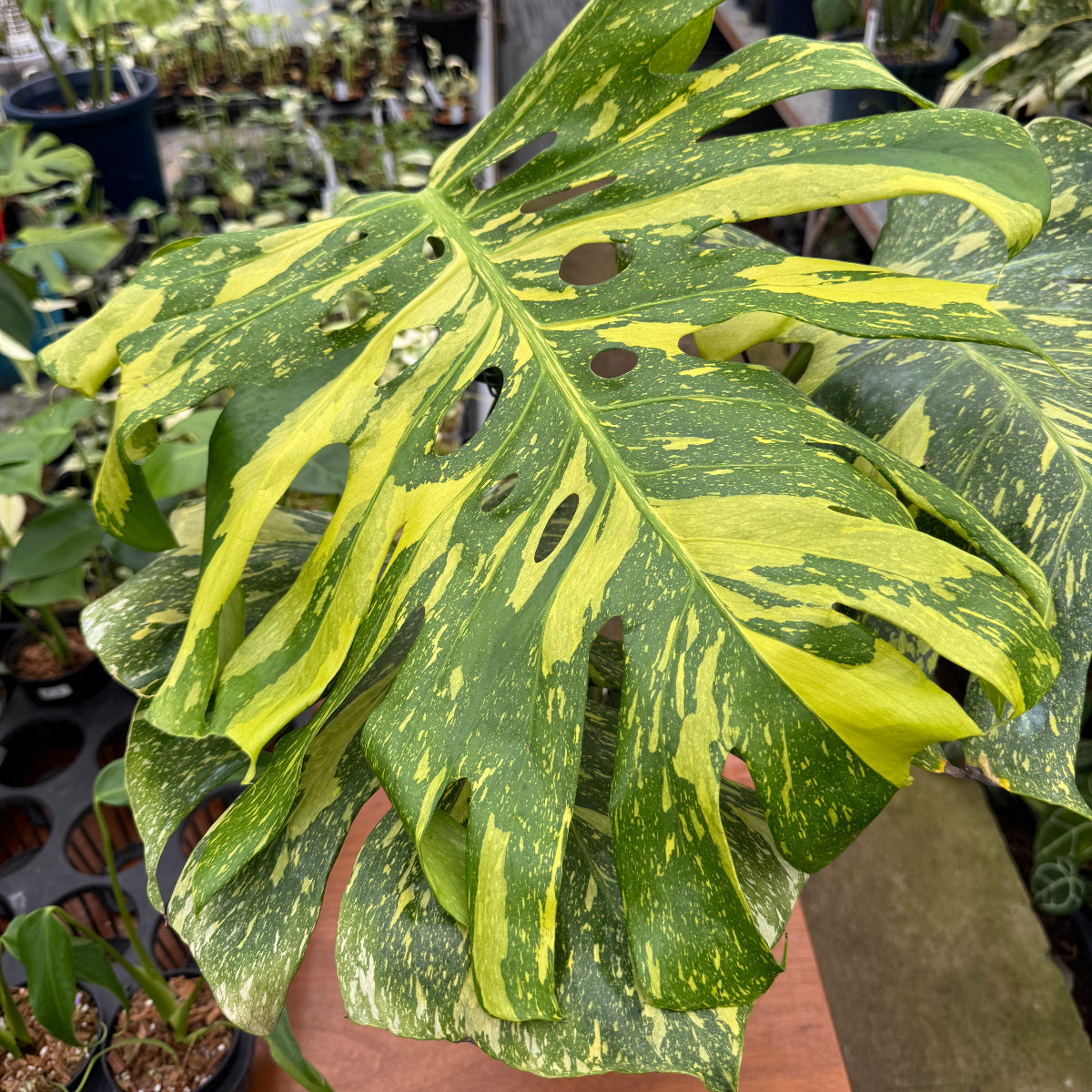 数量限定】モンステラ デリシオーサ 'エレクトロライト' – RARE PLANTS