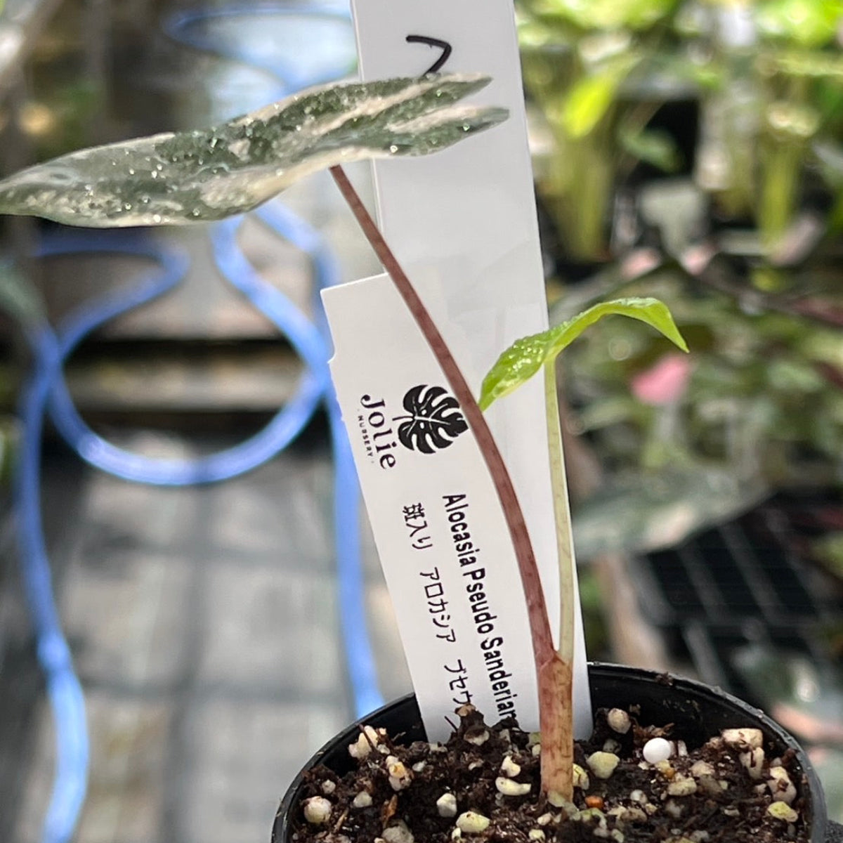 コレクション】アロカシア プセウド サンデリアナ ピンク斑入り 3号