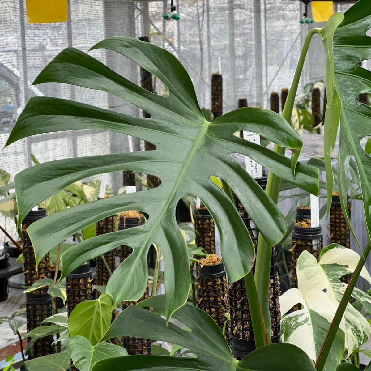 モンステラ・デリシオーサ var.シエラナ 4号サイズ – RARE PLANTS