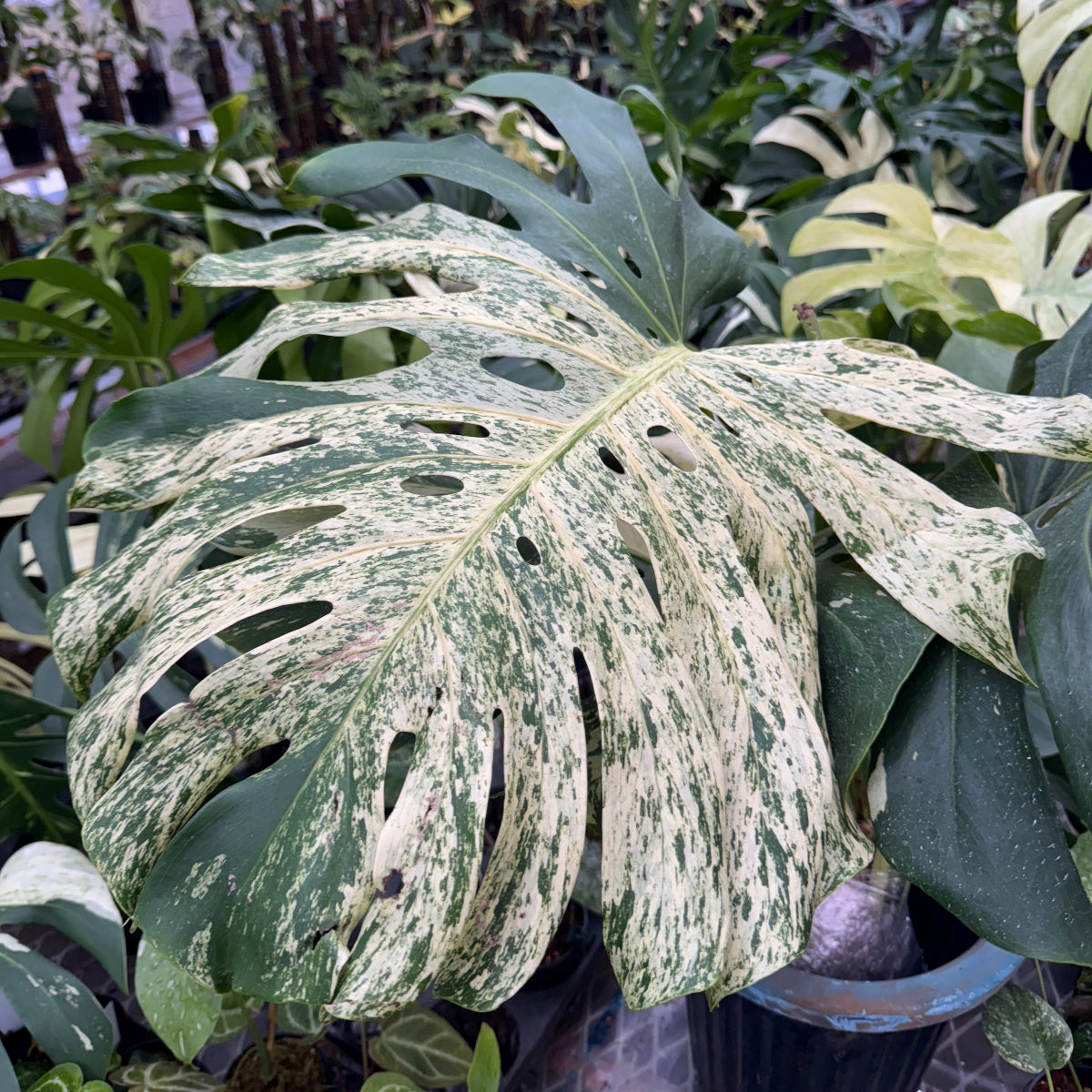 限定】モンステラ デリシオーサ 'ミント 斑入り'組織培養（TC）株