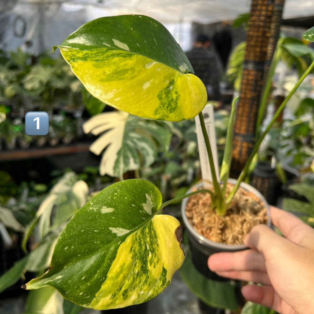 限定発売】モンステラ デリシオーサ 'タイコンステレーション ミラクル